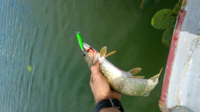 Northern Pike, 0.9 kg