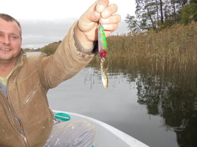 Eurasian perch — Sartai