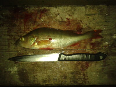 Eurasian perch, 0.2 kg — Lėvuo
