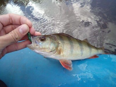 Eurasian perch ×14 — Minija