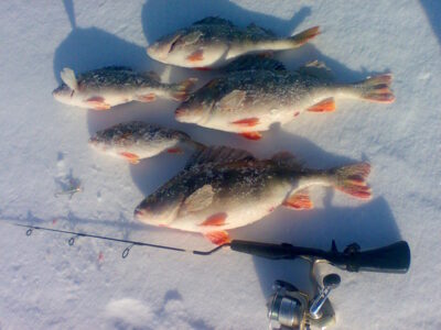 Eurasian perch ×5