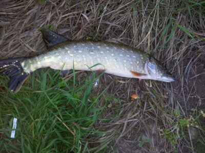 Northern Pike, 1.5 kg