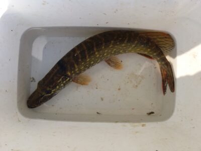 Northern Pike, 1.0 kg — Gilius