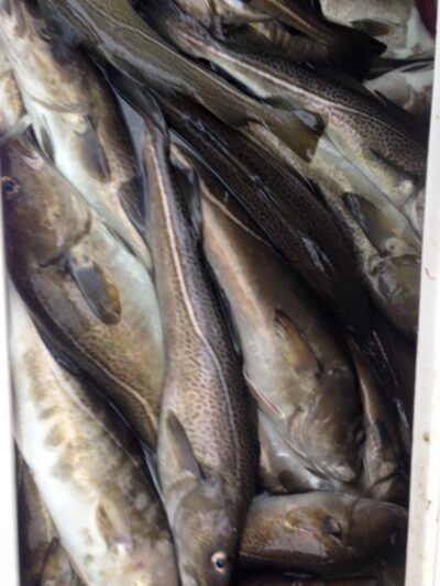 Atlantic cod ×20