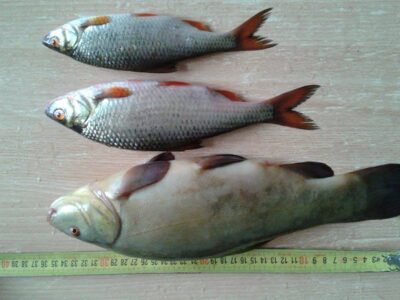 Tench, 0.4 kg — Gudelių