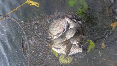 Carp bream, 0.7 kg