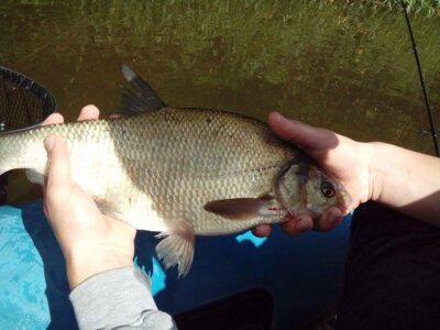 Carp bream, 0.5 kg — Minija