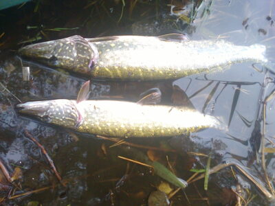Northern Pike — Ilgis
