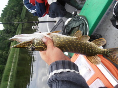Northern Pike, 0.6 kg — Sartai