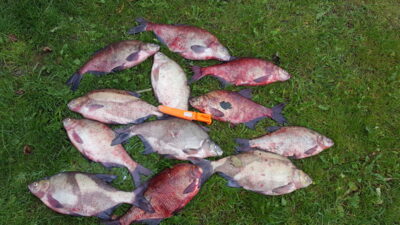 Carp bream ×12