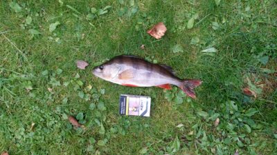 Eurasian perch, 0.6 kg — Dabužių