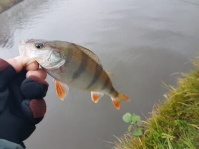 Eurasian perch