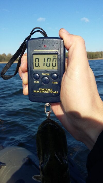 Northern Pike, 1.0 kg — Žvernas