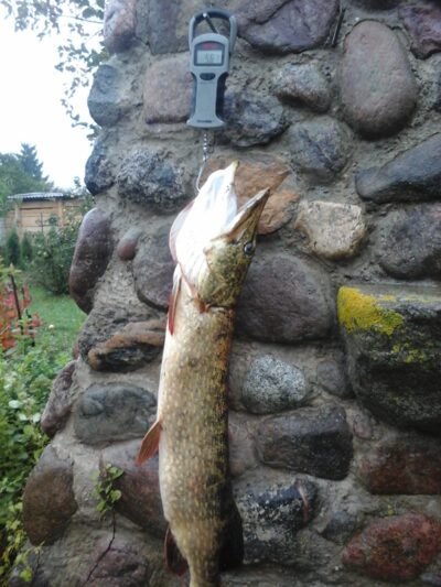 Northern Pike, 5.6 kg — Kiaunas