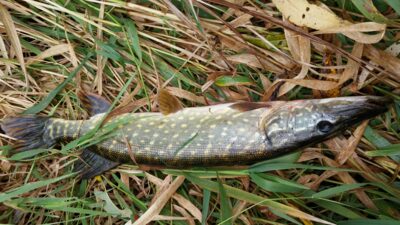Northern Pike, 1.0 kg — Neman River