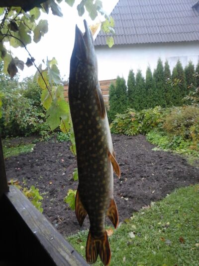 Northern Pike, 1.0 kg — Lamėstas