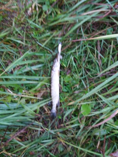Northern Pike ×3 — Pagryžuvio