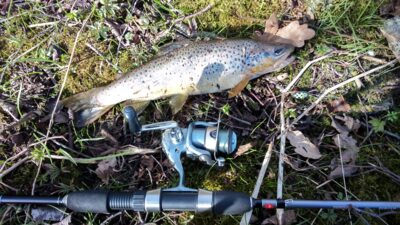 Brown Trout — Siesartis
