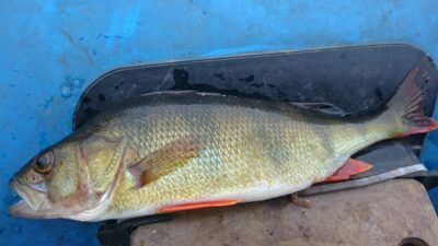 Eurasian perch, 0.3 kg