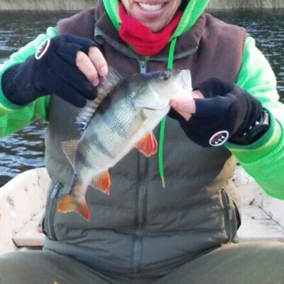 Eurasian perch, 0.5 kg