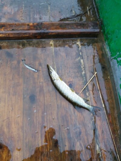 Northern Pike ×3 — Apušys