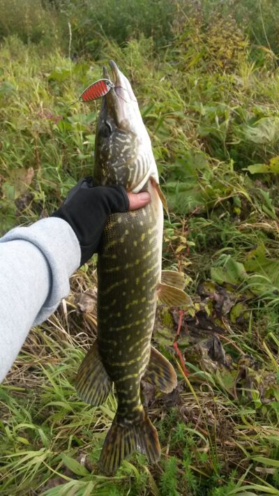 Northern Pike, 1.1 kg — Neris River