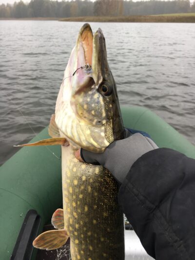 Northern Pike, 1.6 kg — Jurgežerių