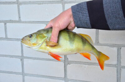 Eurasian perch, 0.3 kg