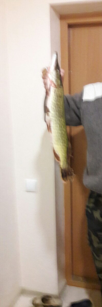 Northern Pike, 1.5 kg