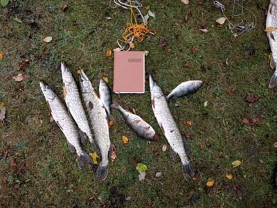 Northern Pike ×10 — Ančia