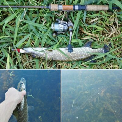 Northern Pike — Neman River