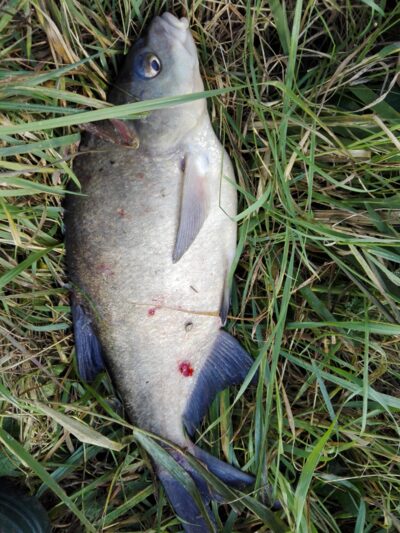 Carp bream, 1.6 kg