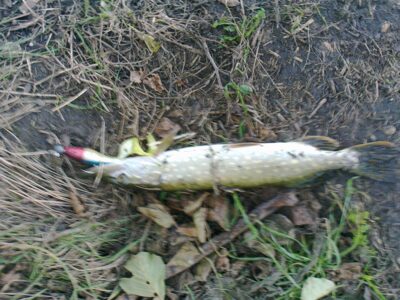 Northern Pike — Gaižėnų