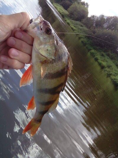 Eurasian perch ×30 — Minija