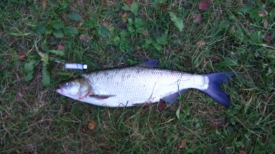Asp, 3.0 kg — Neris River