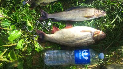 Ide, 1.3 kg — Neris River