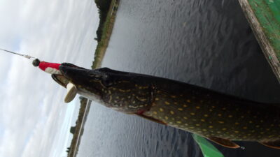 Northern Pike, 1.2 kg — Širvėnos