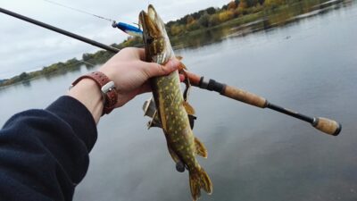 Northern Pike — Neman River