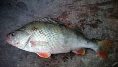 Eurasian perch, 0.6 kg — Kuršių