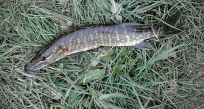 Northern Pike — Smeltalė