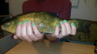 Tench, 0.5 kg — Gudelių
