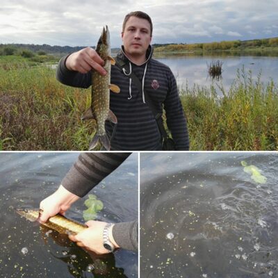 Northern Pike — Neman River