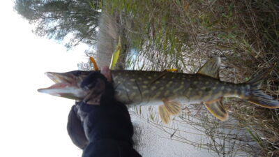 Northern Pike, 1.0 kg