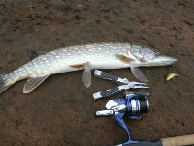 Northern Pike, 1.6 kg