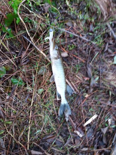 Northern Pike — Gilius
