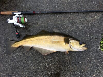 Pollock, 2.5 kg — Norwegian Sea