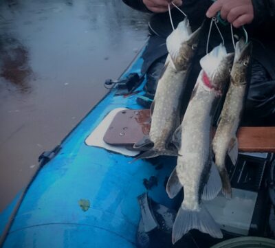 Northern Pike ×3 — Klaipėdos