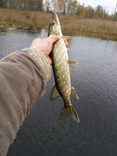 Northern Pike ×3 — Apušys