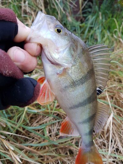 Eurasian perch — Danė