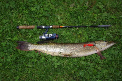 Northern Pike, 1.5 kg
